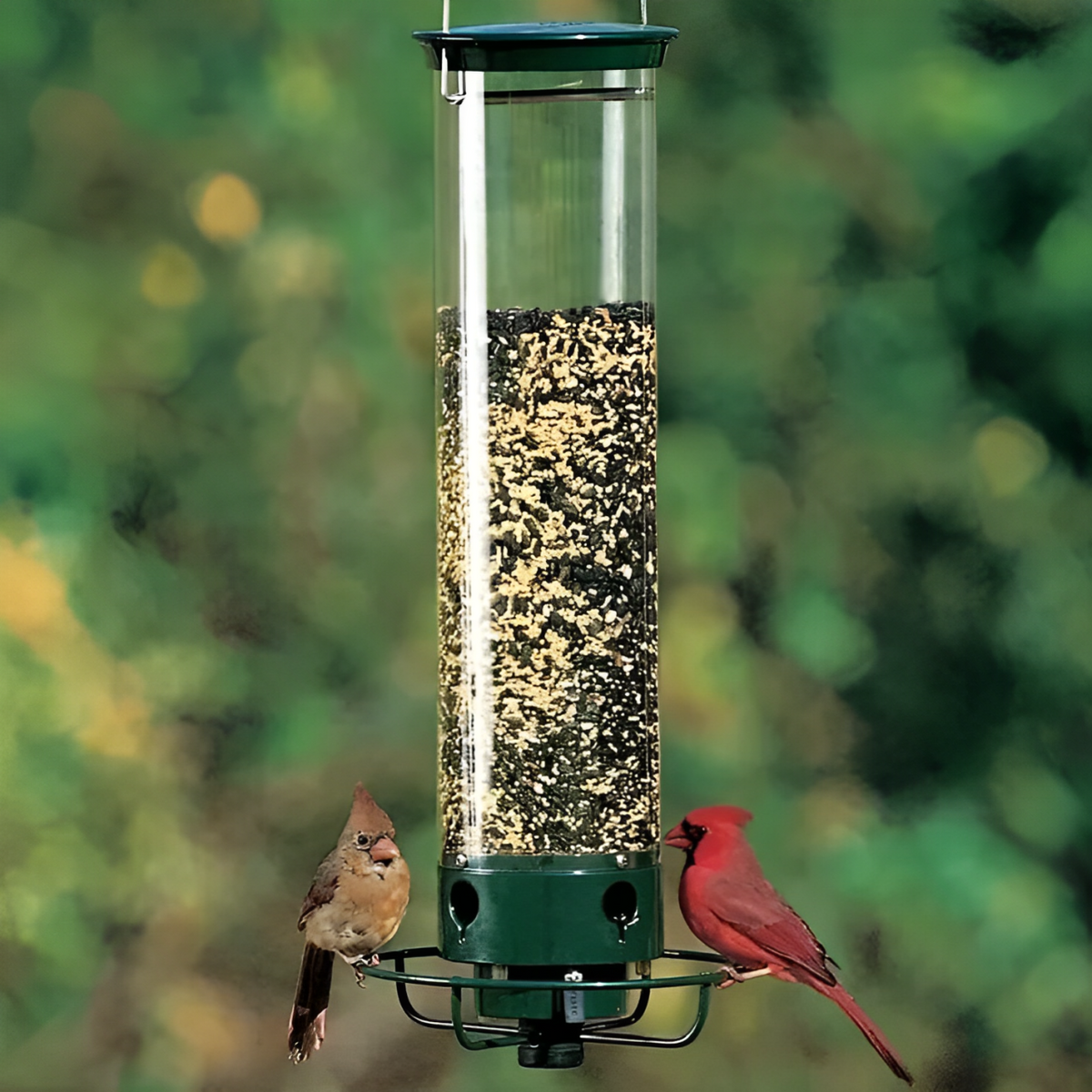 Squirrel-Proof Bird Feeder - Belvarden