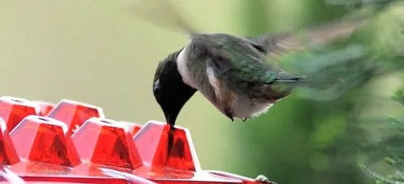 Ant Proof Hummingbird Feeder Outdoor Hanging Perch - Belvarden (2)
