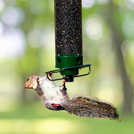 Squirrel Proof Bird Feeder - Belvarden